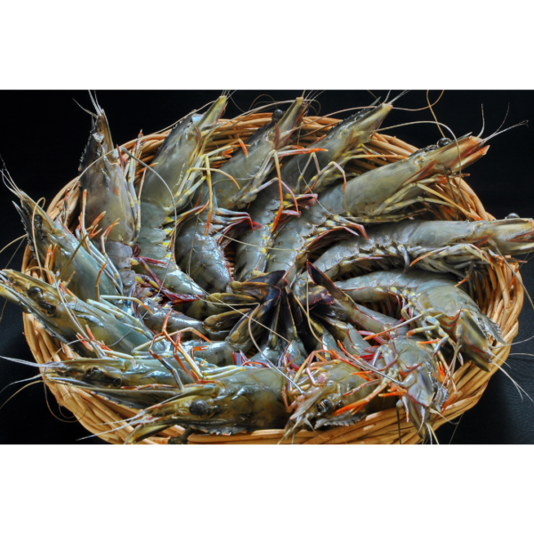 Tiger prawns