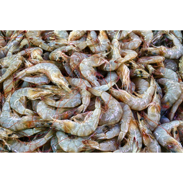Prawns