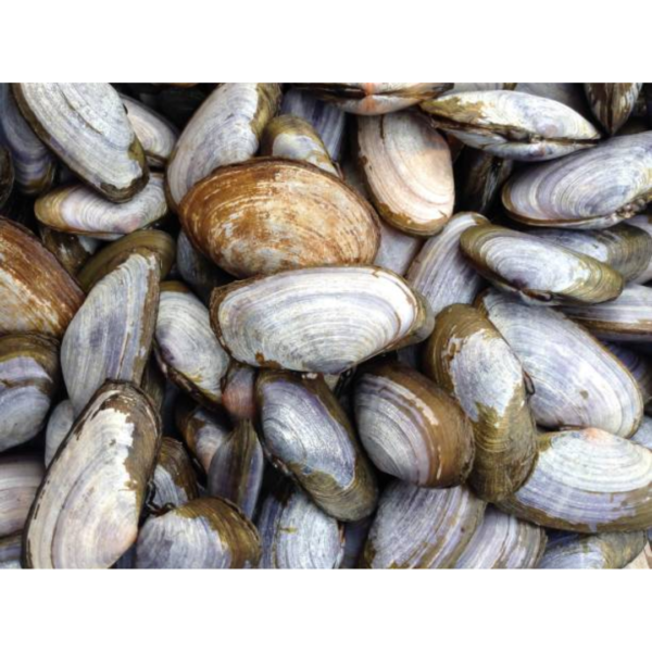 Clams