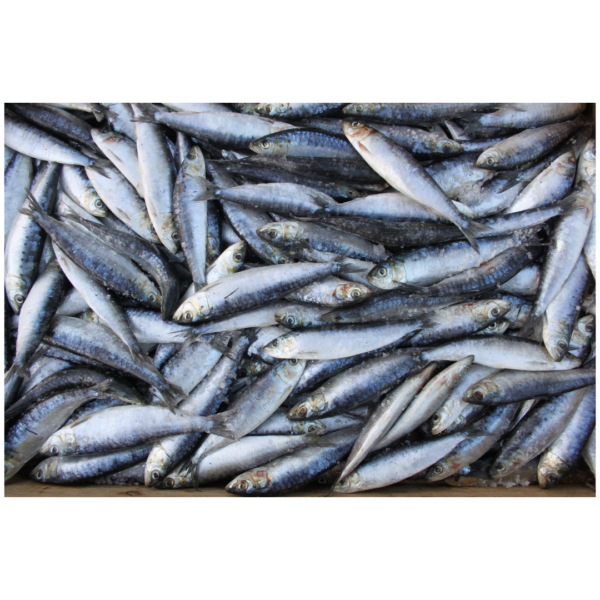 Sardines