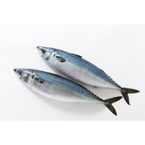 Indian mackrel